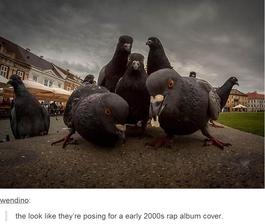 The Flock Posing for an Early 2000s Rap Album Cover Animals Know