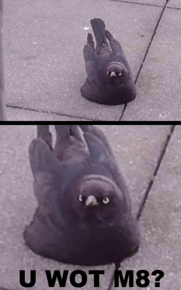 U WOT M8?! U WOT M8 Know Your Meme