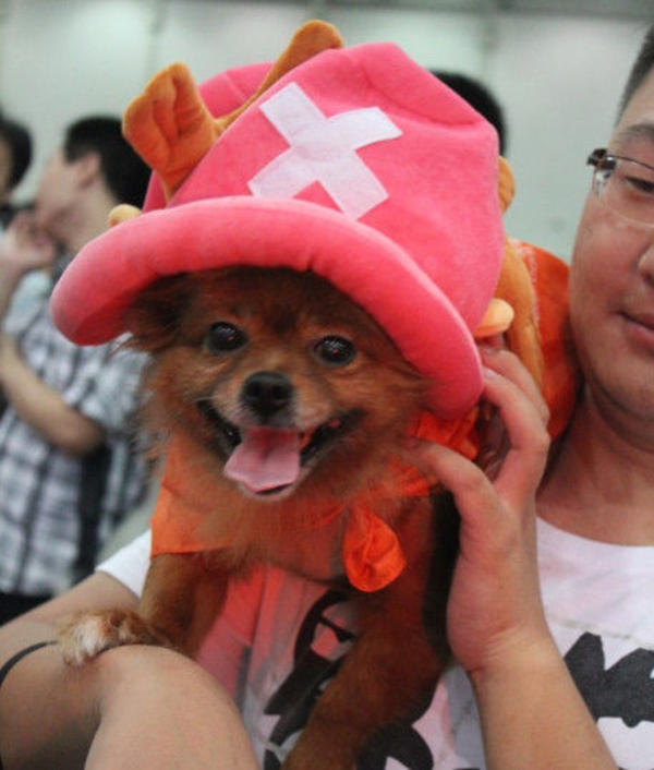 Chopper Doge | Toonami | Know Your Meme