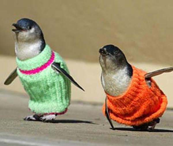 little blue penguins in sweaters Penguins Know Your Meme