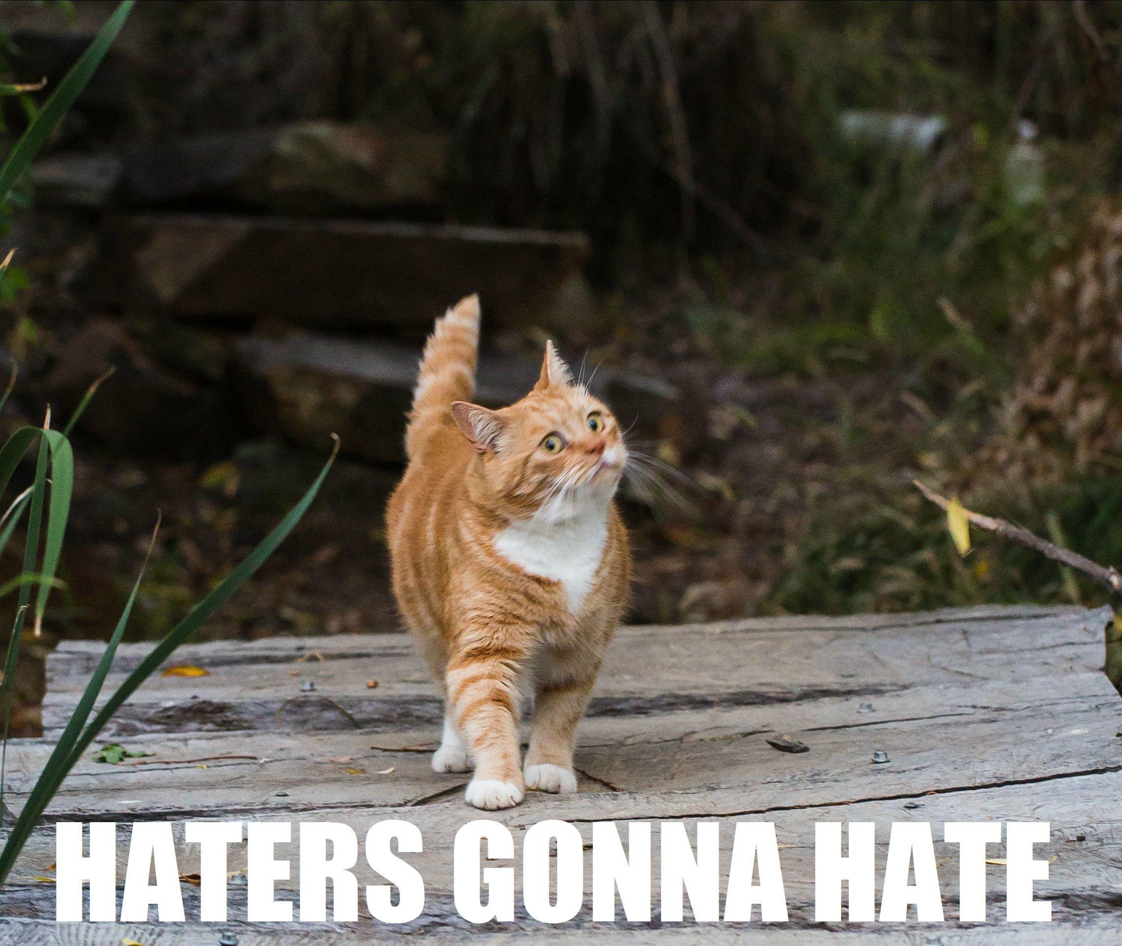Haters gonna hate Wanted a nice picture of my cat, got this instead