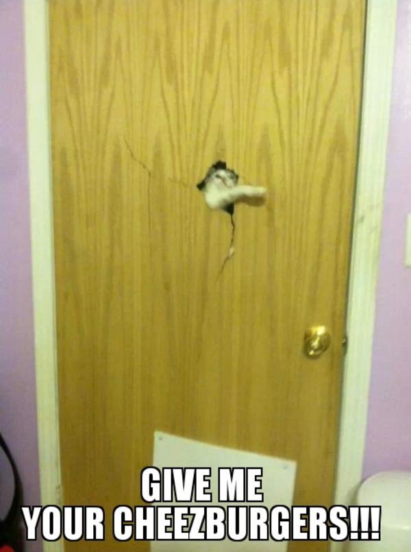 [Image - 711732] | Grumpy Cat | Know Your Meme