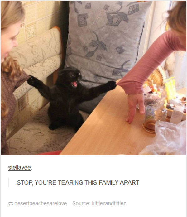 Why Is My Cat Tearing Up Everything at Adam Brack blog
