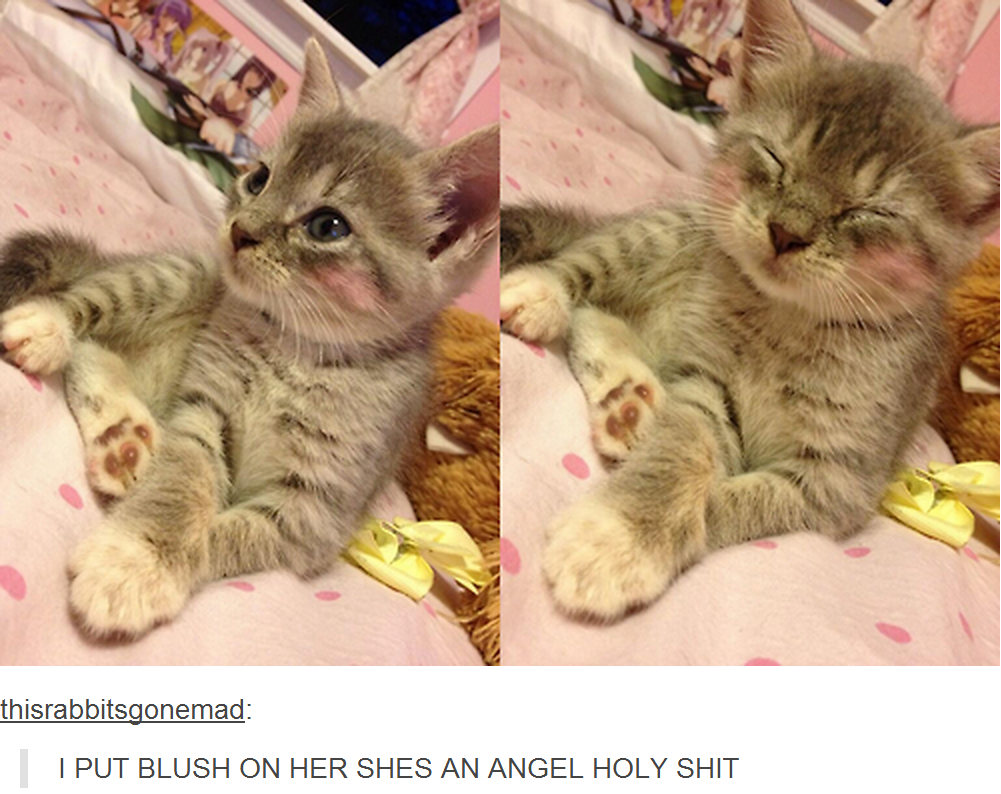 Blushing kitty Tumblr Know Your Meme
