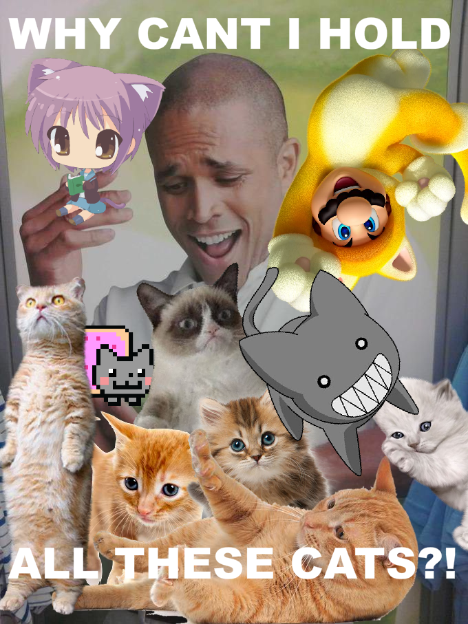 Why cant I hug all these cats?! Limes Guy / Why Can't I Hold All