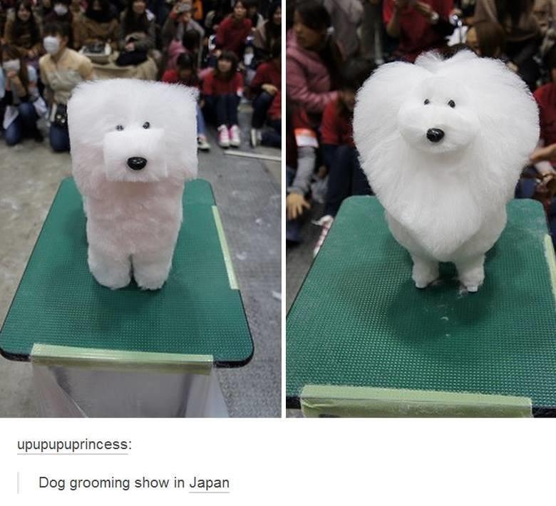 Japan strikes again. Dogs Know Your Meme