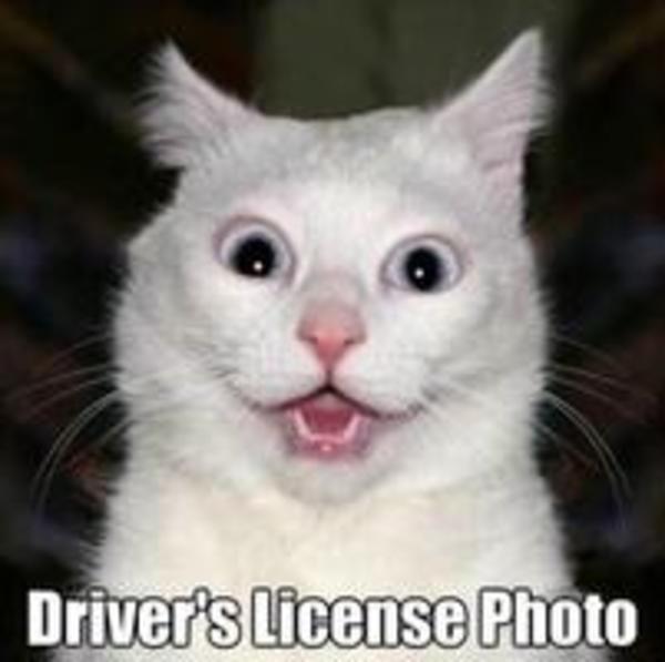 Driver's Licence Photo Cats Know Your Meme