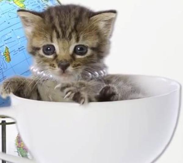 Teacup Tabby Cats Know Your Meme