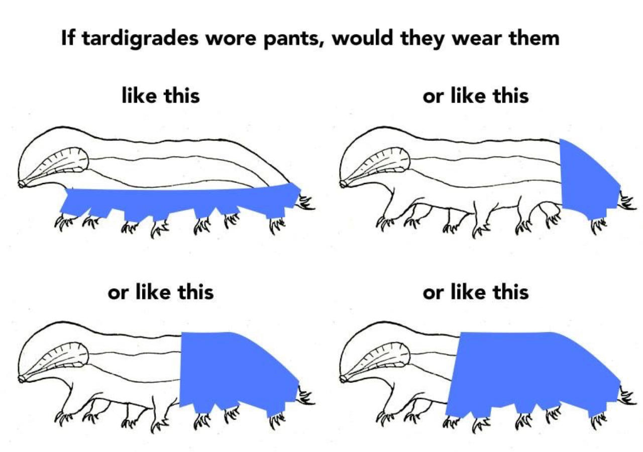 How should a Tardigrade wear pants? If a Dog Wore Pants Know Your Meme