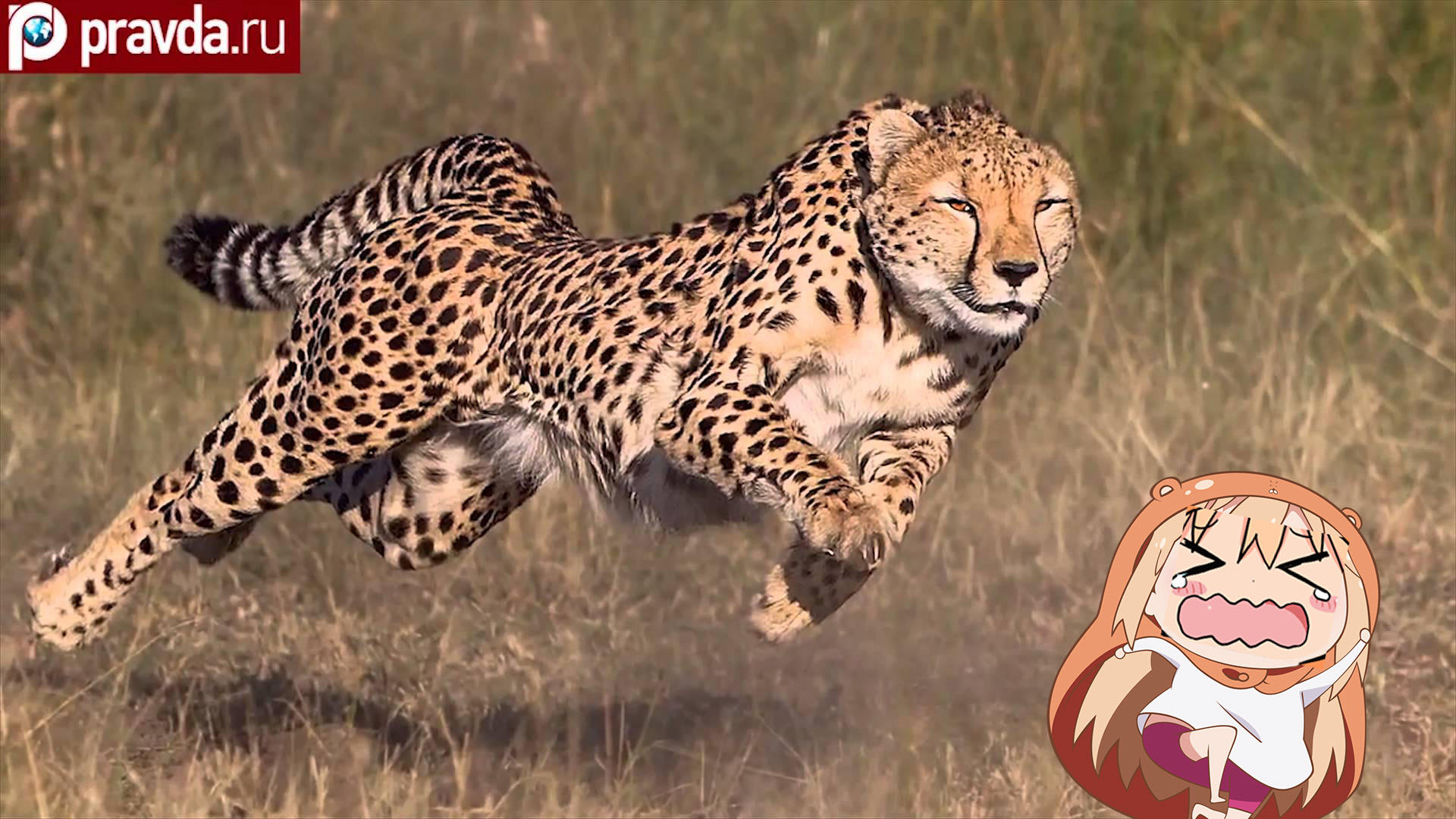 Nature Channel Himouto Umaru Chan Know Your Meme Nature Channel Himouto Umaru Chan Know Your Meme