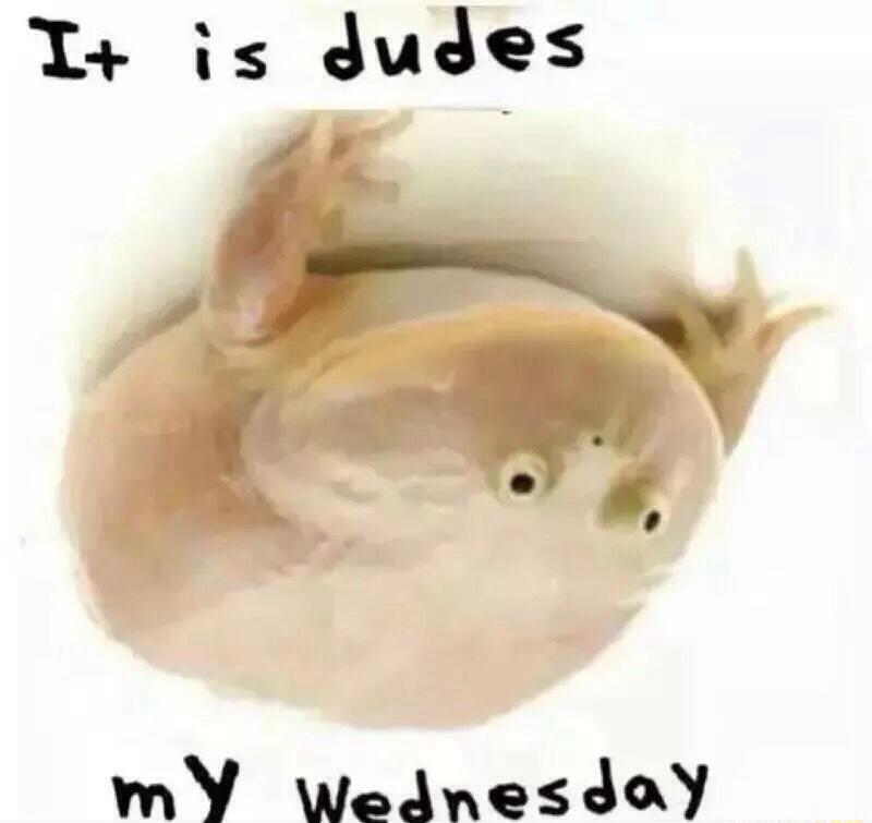It is dudes, my Wednesday It Is Wednesday My Dudes Know Your Meme