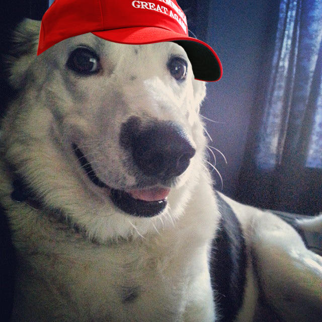 maga dog hat