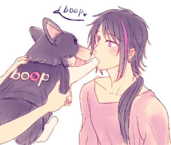 You Have Been Booped By The Cute Fluff Of Chaos Corgi Rwby Know Your Meme