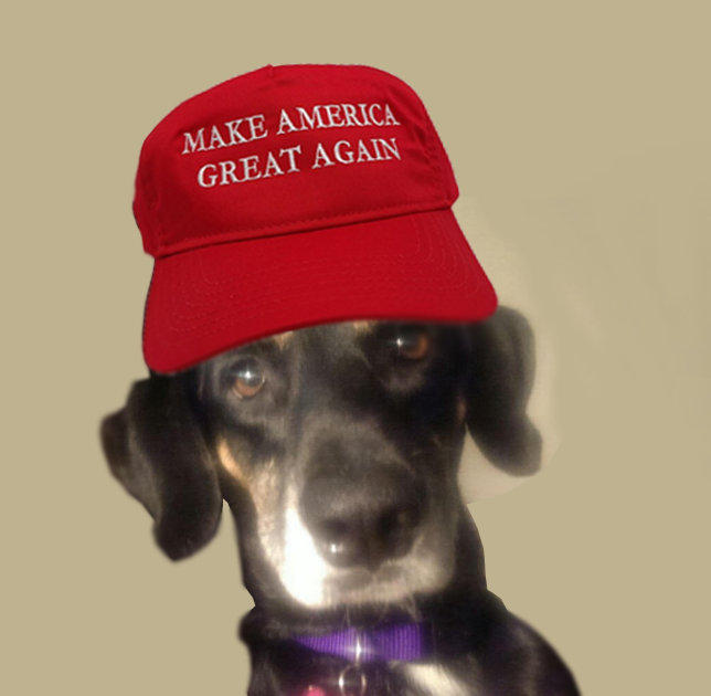 maga hat for dog