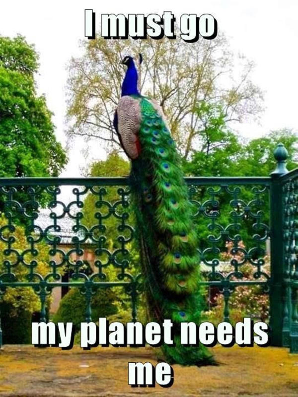 Peacock Must Go I Must Go Know Your Meme