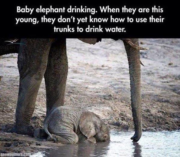 Baby Elephant Drinks Water Elephants Know Your Meme