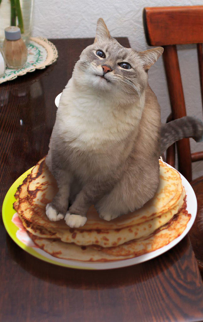 cat pancake