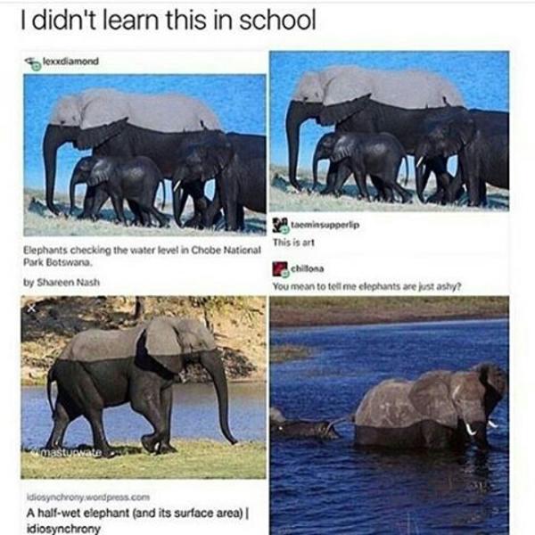 Ashy Elephants Animals Know Your Meme