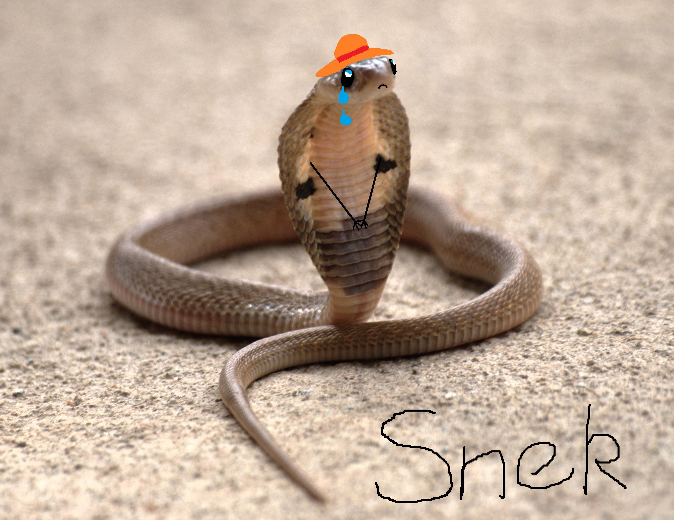 Sad Snek Snek Know Your Meme