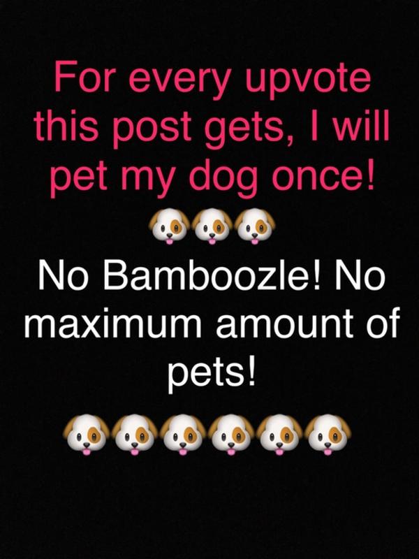 Maximum Pets Bamboozle Know Your Meme