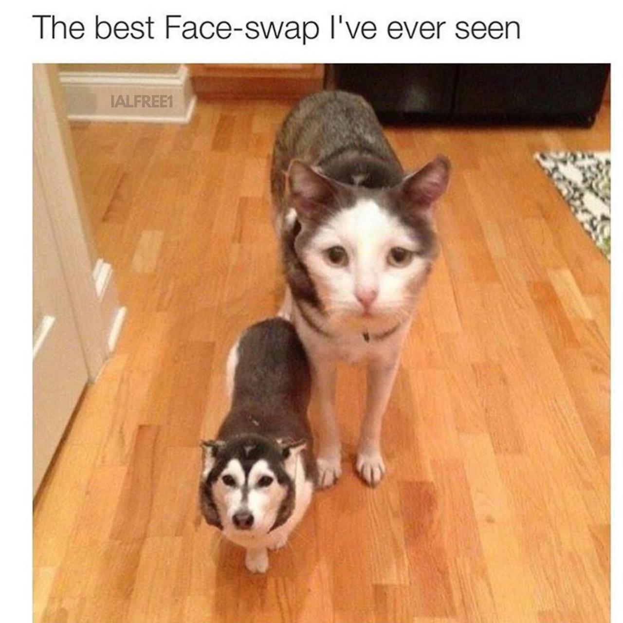 The best Faceswap I've ever seen. Face Swap Know Your Meme
