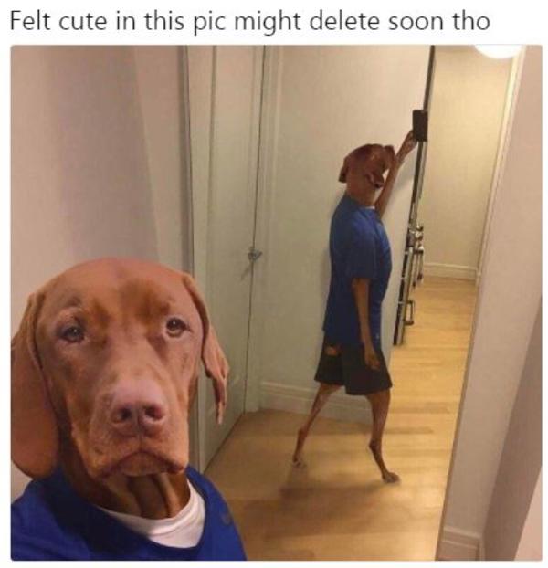 Al Sharpton Selfie with a Dog Feeling Cute, Might Delete Later Know Your Meme