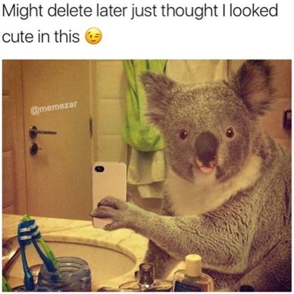 Koala Selfie | Feeling Cute, Might Delete Later | Know Your Meme