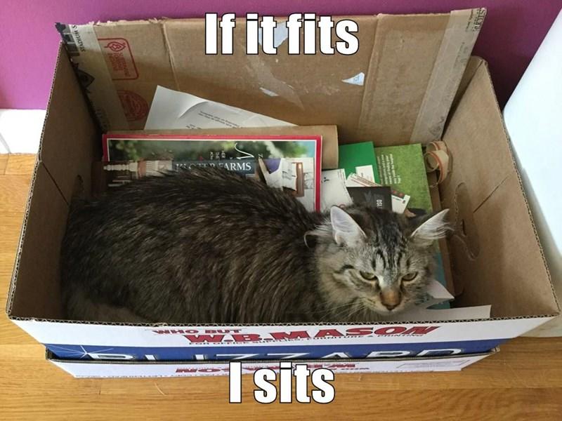 I fits, so I sits | If It Fits I Sits | Know Your Meme