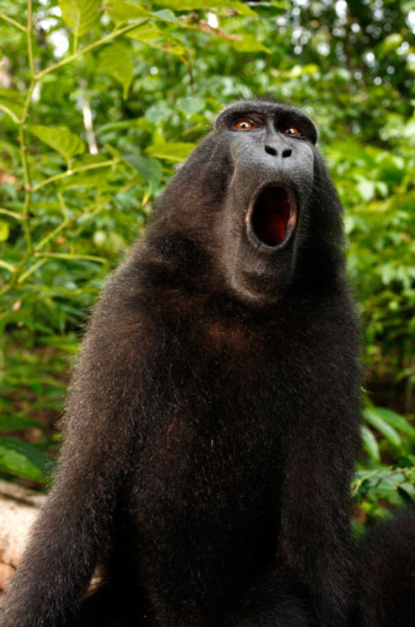 Naruto's Selfie Photo | Monkey Selfie | Know Your Meme