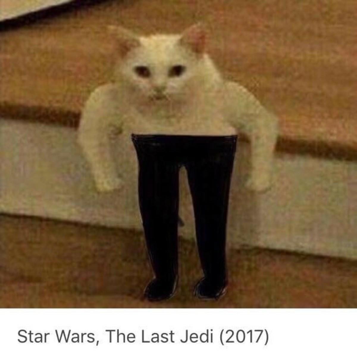cat with pants on