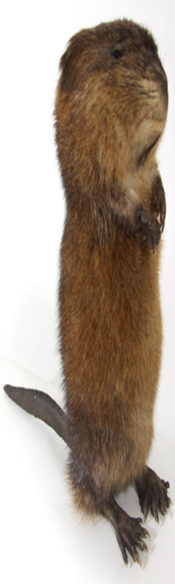 Exactly What It Sounds Like Elongated Muskrat Know Your Meme