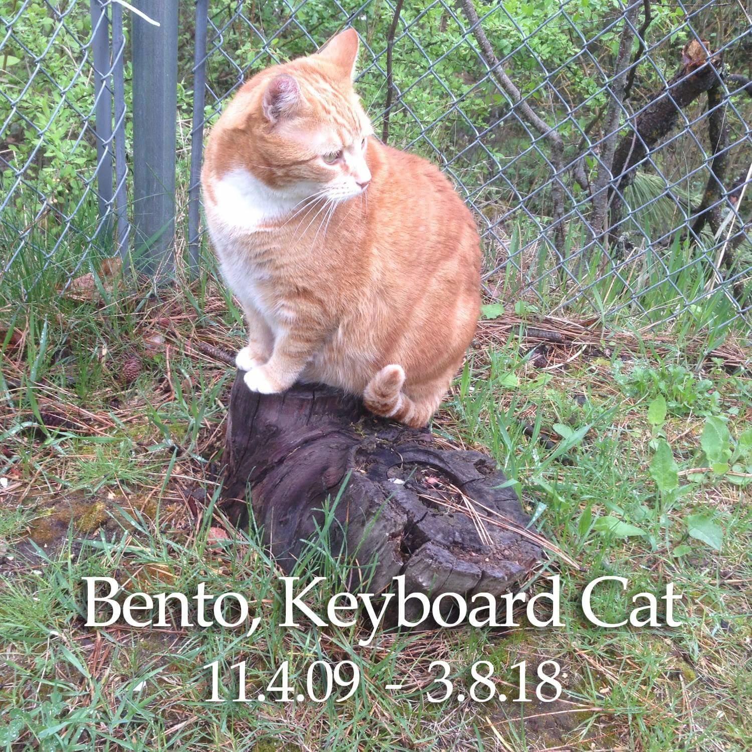 Run free, Bento Keyboard Cat Know Your Meme