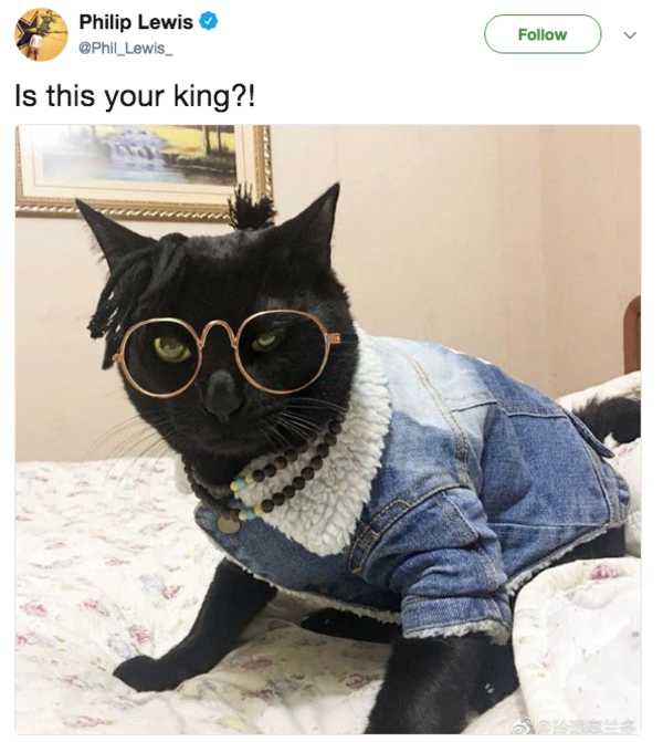 Cat Is This Your King? Know Your Meme
