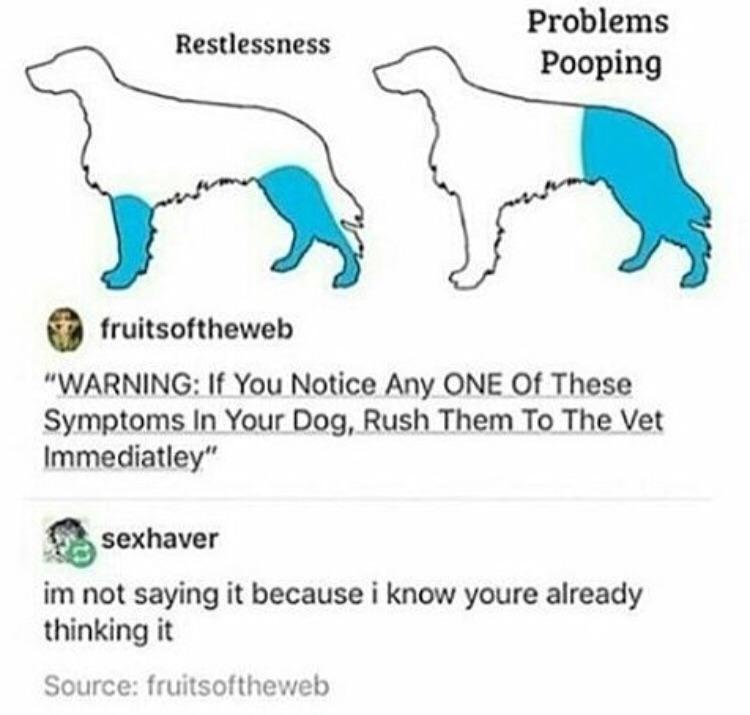 Dog Symptoms If a Dog Wore Pants Know Your Meme