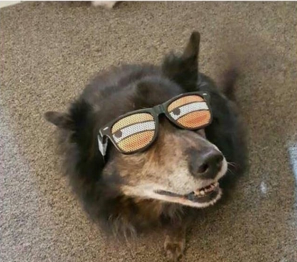 dog looks at you incredulously Dogs Know Your Meme