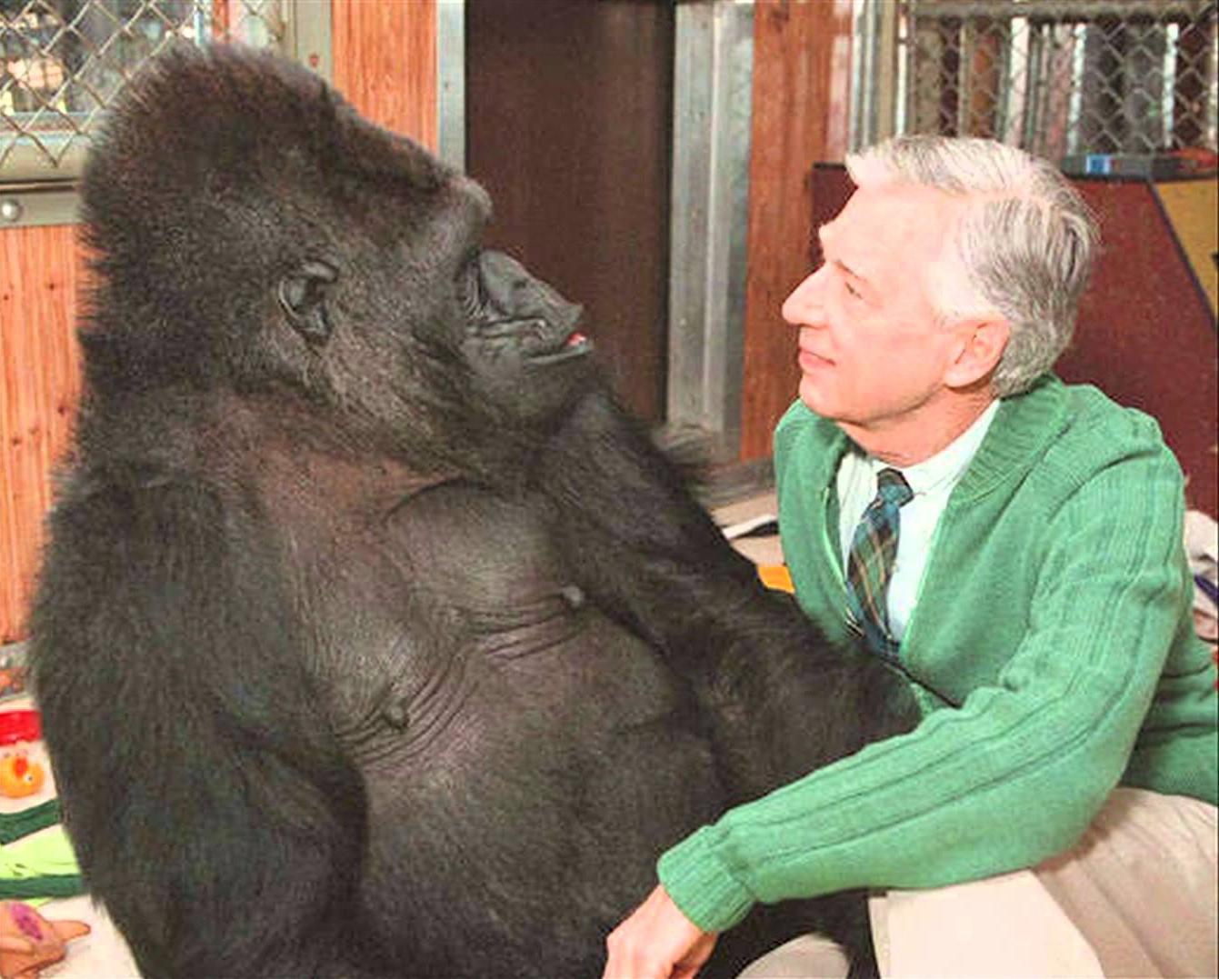 Mr. Rogers Koko the Gorilla Know Your Meme