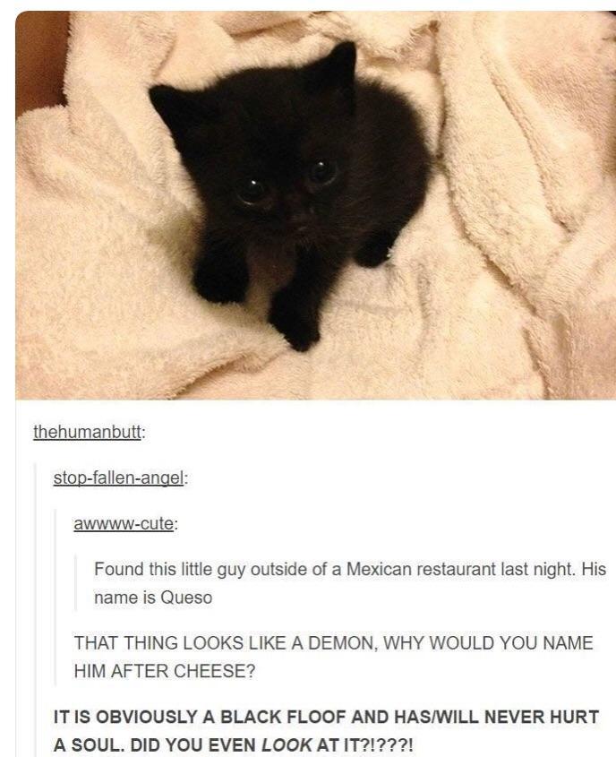 Las quesadillas llevan queso Cats Know Your Meme