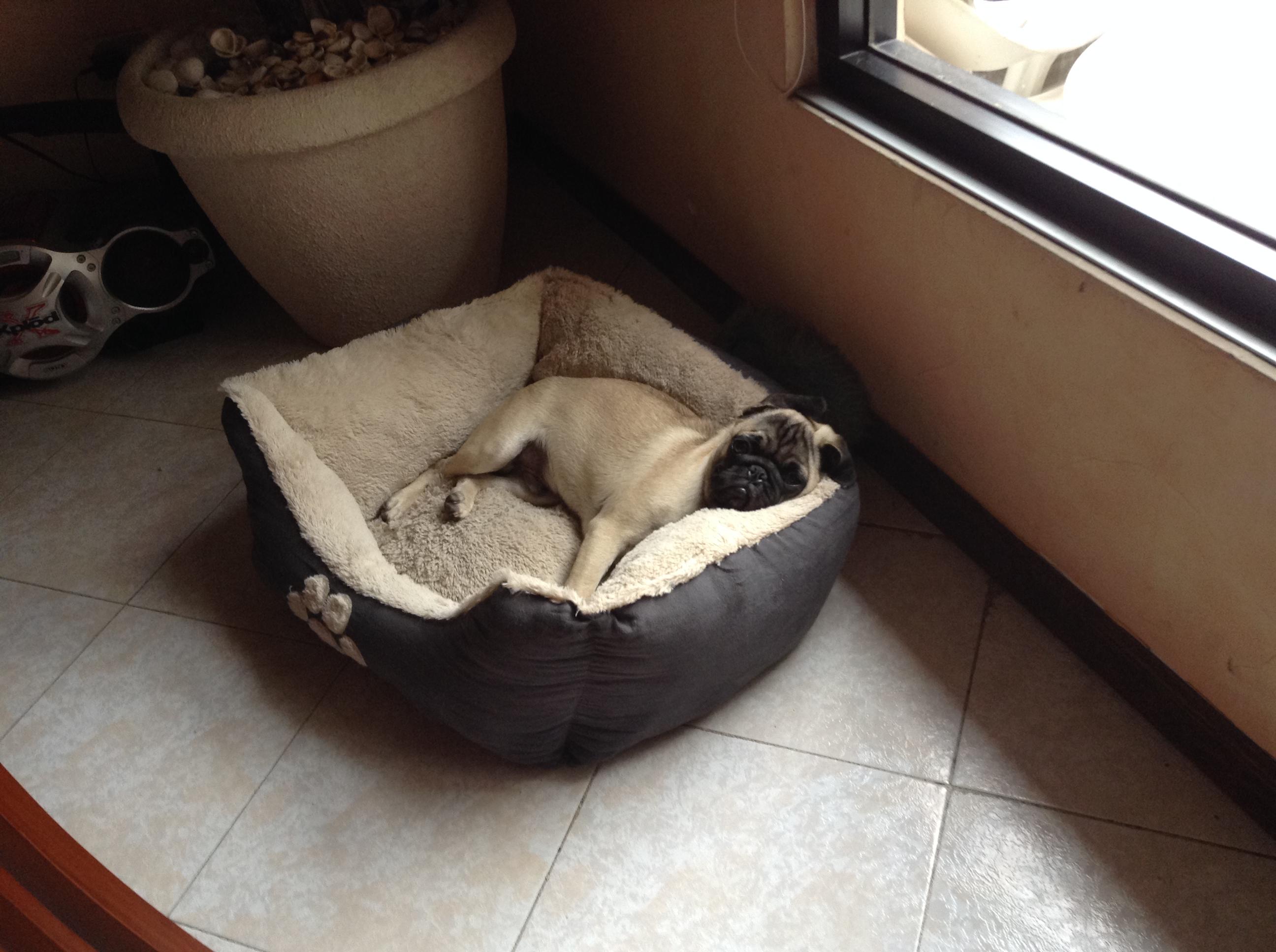 pug sleeping