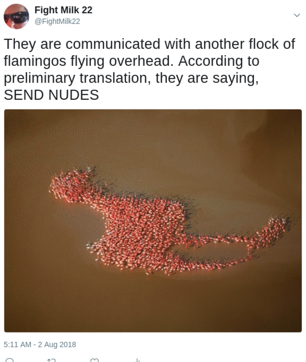 Flamingos have a message for other birds | Send Nudes | Know Your Meme