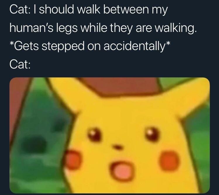 Rip Cat Surprised Pikachu Know Your Meme