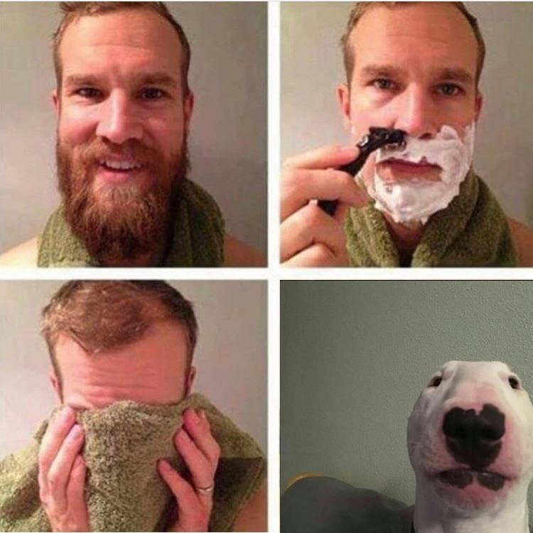 long hair bull terrier