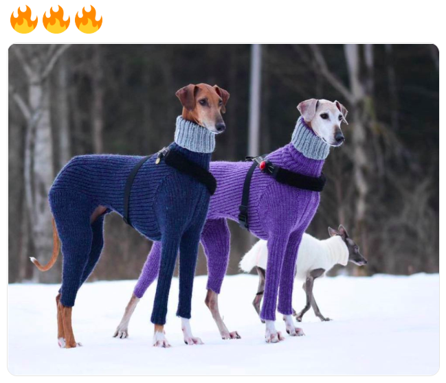 whippet in sweater