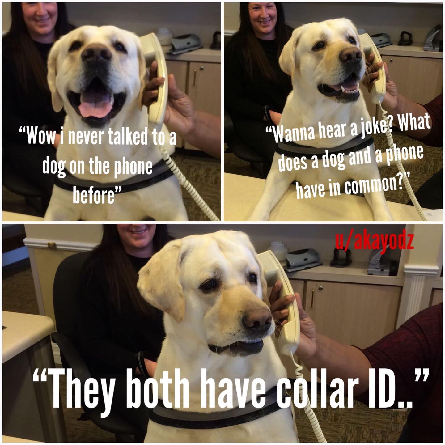 Wanna Hear a Joke? Dog on the Phone Know Your Meme