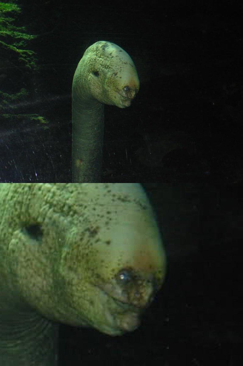 Deep Sea Moray Eel Animals Know Your Meme
