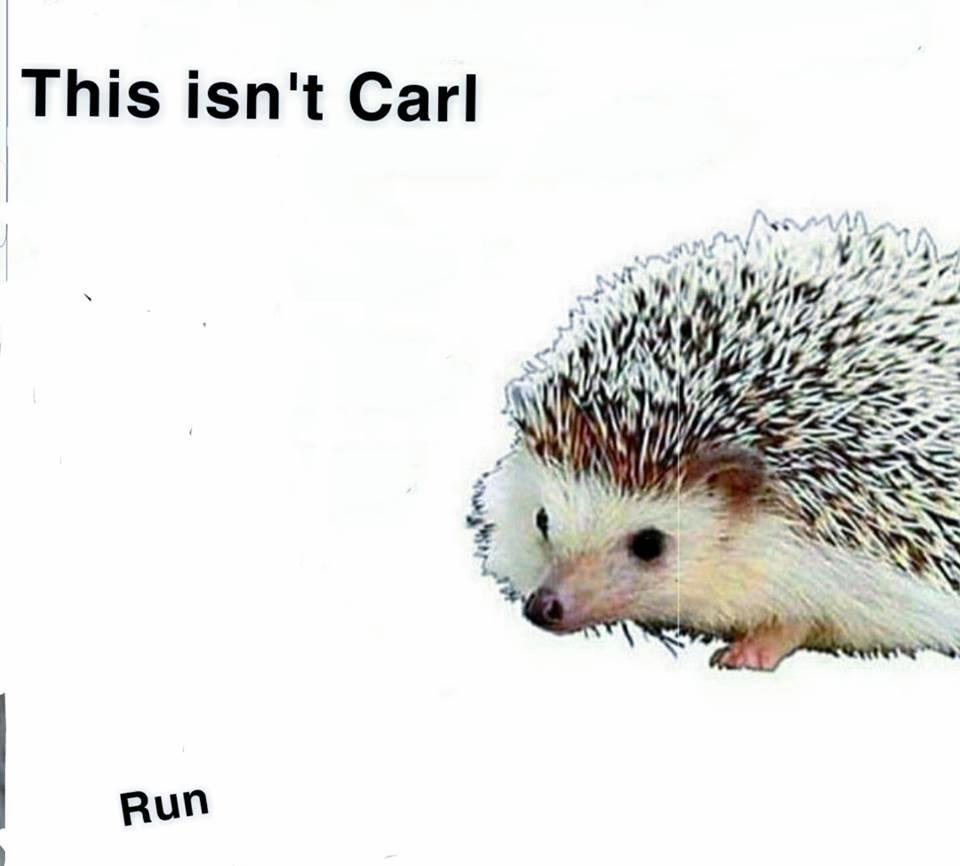 me irl | Carl the Hedgehog | Know Your Meme