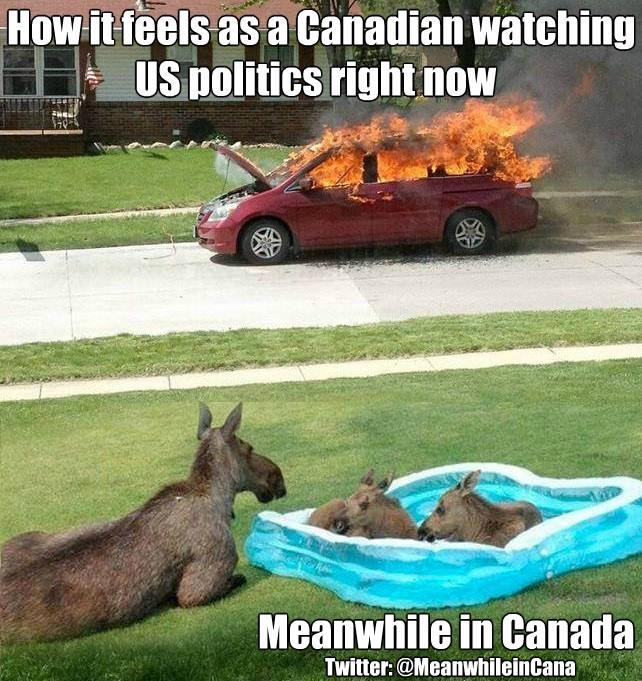 How it feels as a candaian Moose Family in Kiddie Pool Watching Car