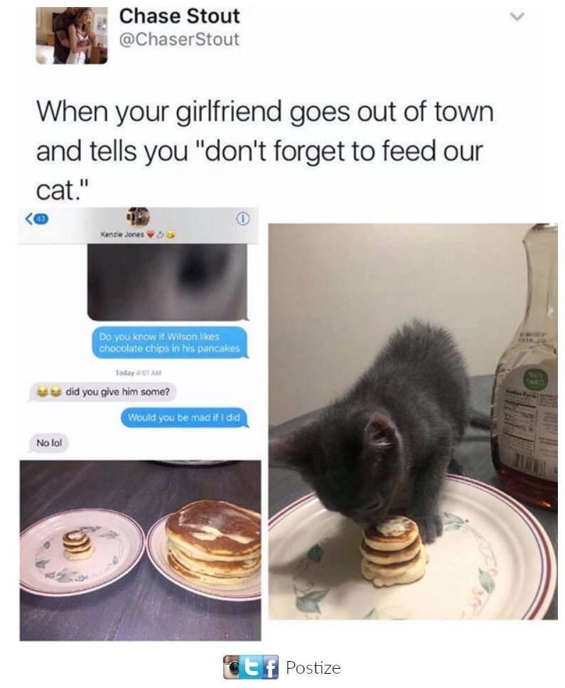 Pancakes Cats Know Your Meme