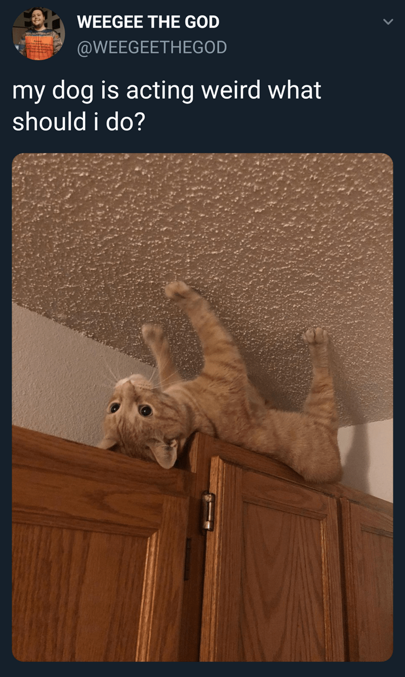Maybe try turning it upside down? Cats Know Your Meme