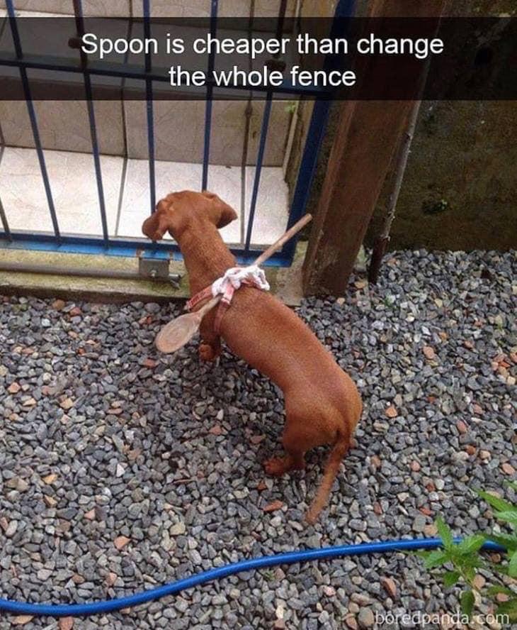 alternative to changing the fence Dogs Know Your Meme