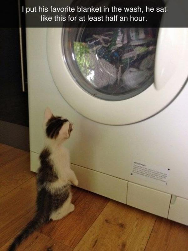 "Stop! You're making it dizzy!" Cats Know Your Meme